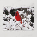 Recherche de oiseaux dans la neige cartes postales Cardinal