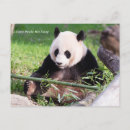 Recherche de pandas géants cartes postales Animaux