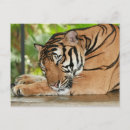 Recherche de tigres mignons cartes postales Doux