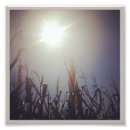 Recherche de maïs posters Nature