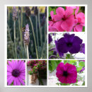 Recherche de pétunia posters Lavande