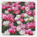 Recherche de tulipes de perroquet Printemps