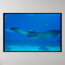 Recherche de manta ray posters Stingray