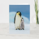 Recherche de pingouin antarctique vœux cartes Animaux sauvages