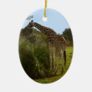 Recherche de girafe ornements Nature