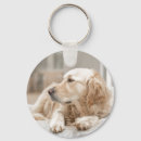 Recherche de image de golden retriever Animaux familiers