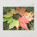 Recherche de couleurs chute cartes postales Saisons