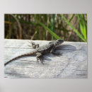 Recherche de lézards posters Animal