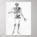 Recherche de andreas vesalius posters Anatomique