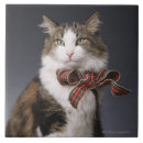 Recherche de chat tigré carreaux Gris