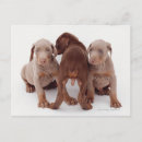 Recherche de dobermann cartes postales Canine