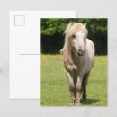 Recherche de poneys shetland cartes postales Poney de shetland