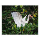 Recherche de costa rica posters Faune