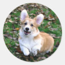 Recherche de chien courant autocollants Chiot