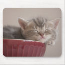 Recherche de cuvette photographie Mignon