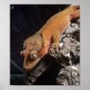 Recherche de geckos posters Crête