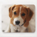 Recherche de chiot beagle tapis souris Animaux domestiques