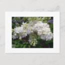 Recherche de lila cartes postales Fleurs