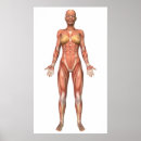 Recherche de muscles posters Tendon