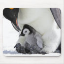 Recherche de pingouin bébé tapis souris Animal