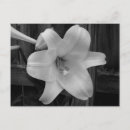 Recherche de lis blanc cartes postales Printemps