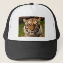 Recherche de chat tigré casquettes Mignon