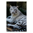 Recherche de tigres blancs posters Chat