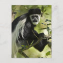 Recherche de habitat cartes postales Herbivore