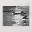 Recherche de pingouin noir et blanc cartes postales Pour tous