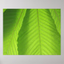 Recherche de étroit posters Plante