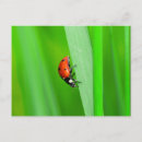 Recherche de coccinelle rouge cartes postales Vert