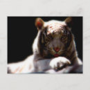Recherche de tigre blanc cartes postales Chat sauvage