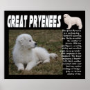 Recherche de pyrénées posters Chiens