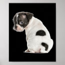 Recherche de anatomie chien posters Magique