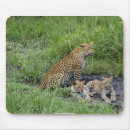 Recherche de petit animal lion tapis souris Animaux