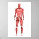 Recherche de anatomie musculaire posters Illustrations biomédicales