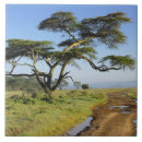 Recherche de acacia carreaux Afrique