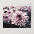 Recherche de fleur chrysanthème cartes postales Beau