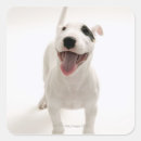 Recherche de parties du corps autocollants Animal