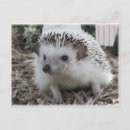 Recherche de hérisson mignon cartes postales Hérissons
