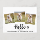 Recherche de animal familier cartes postales chien