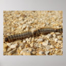 Recherche de chenille posters Pour tous