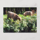 Recherche de vaches cartes postales Terres hautes