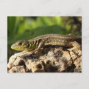 Recherche de photo de lézard cartes postales Animal
