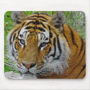 Recherche de visage tigre tapis souris Nature