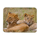 Recherche de lionceau Lions