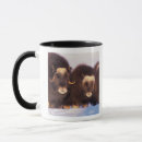 Recherche de boeufs tasses Boeuf musqué