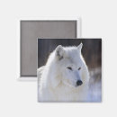 Recherche de loup magnets Faune