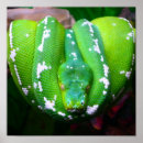 Recherche de serpent posters Faune