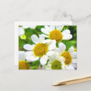 Recherche de fleur de marguerite cartes postales Pour elle